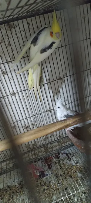 ককাটেল পাখি