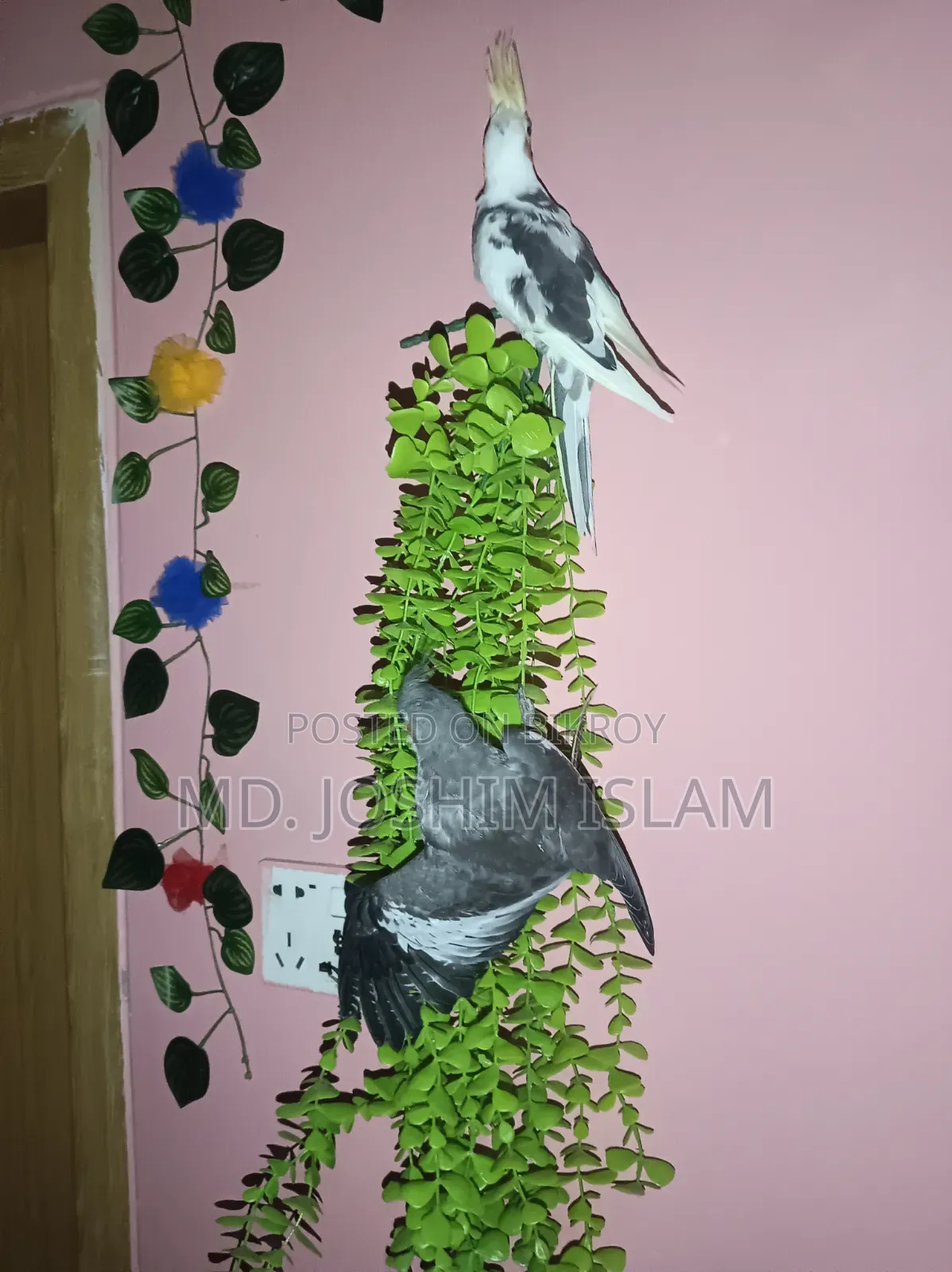 Female Cockatiel Bird
