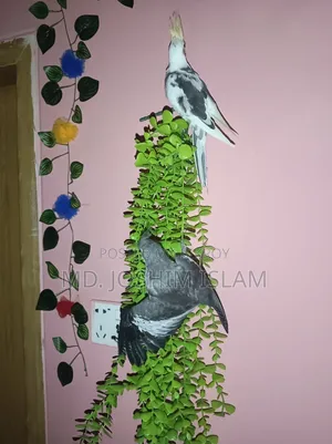 Female Cockatiel Bird