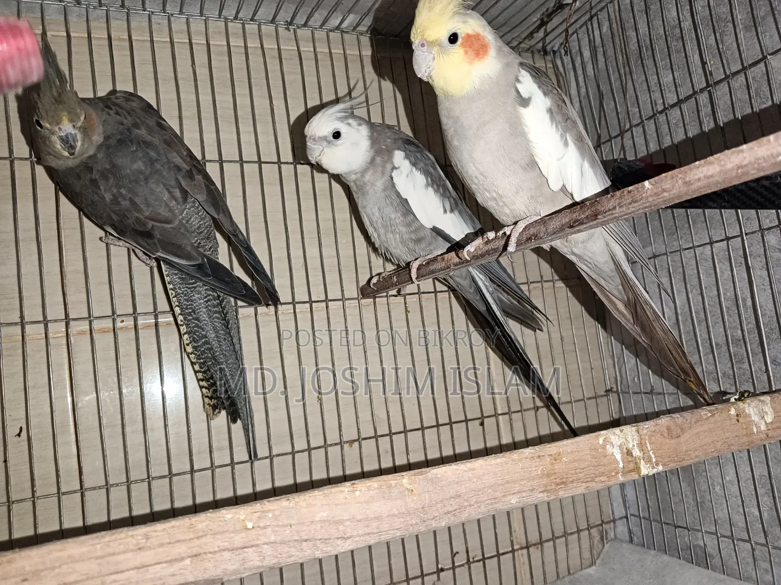 Female Cockatiel Bird
