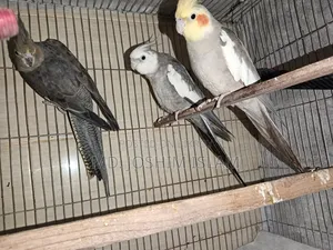 Female Cockatiel Bird
