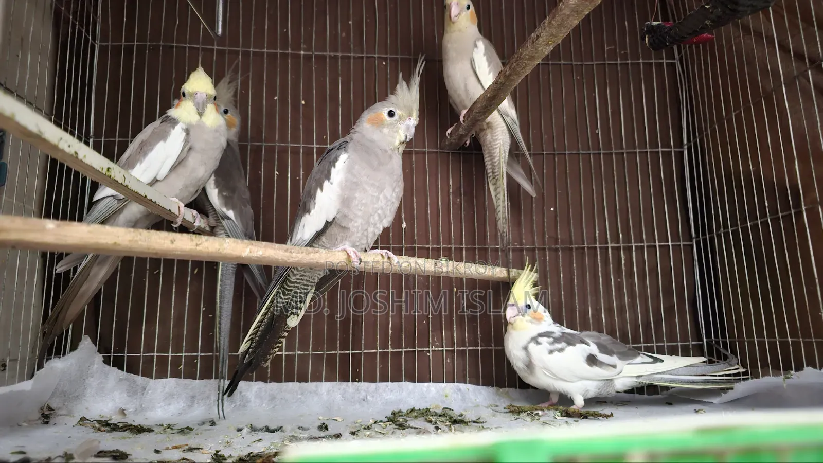 Female Cockatiel Bird