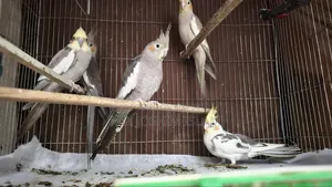Female Cockatiel Bird