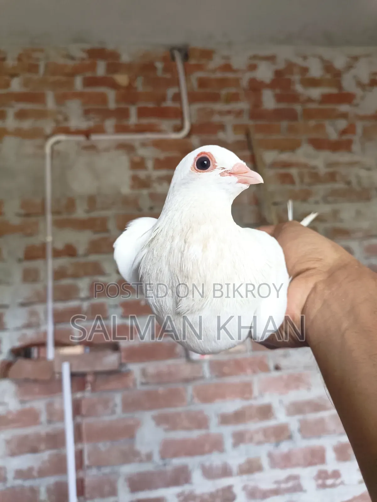 Two pigeons and one female pigeon