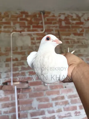 Two pigeons and one female pigeon
