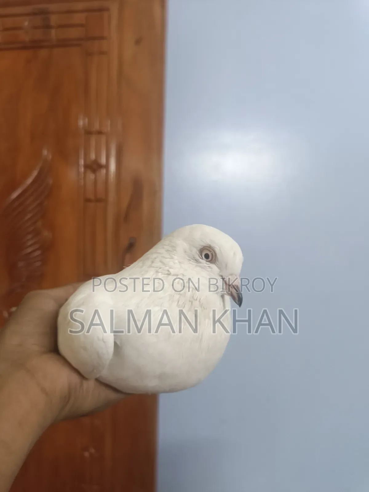 Two pigeons and one female pigeon