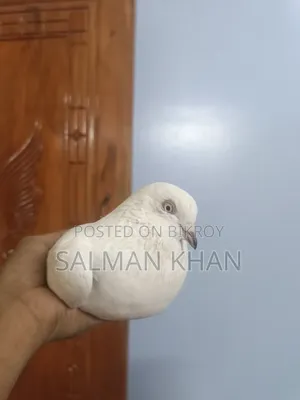 Two pigeons and one female pigeon