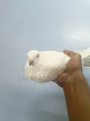 Two pigeons and one female pigeon