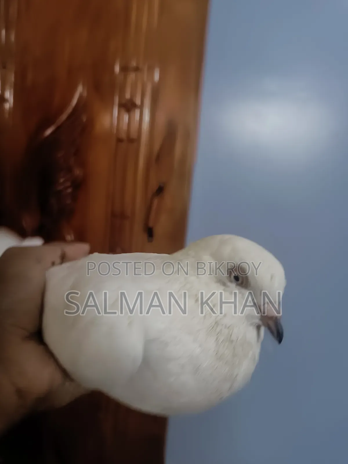 Two pigeons and one female pigeon