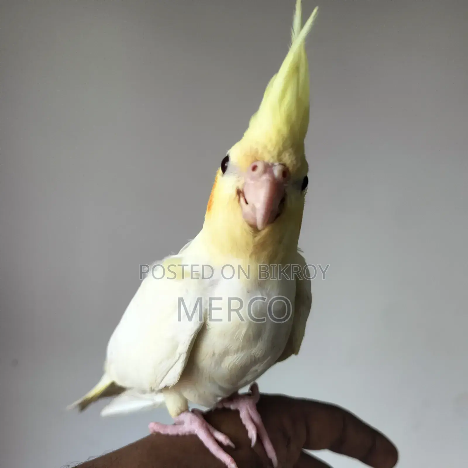 কোকাটেল বেবি