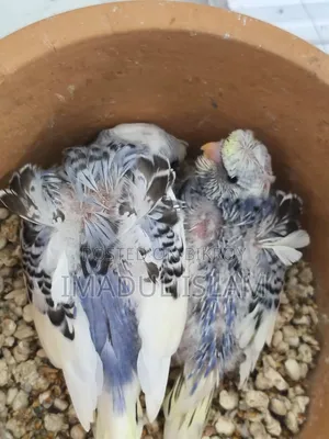 Yf Df Japanese Budgie (Tame Size Baby)