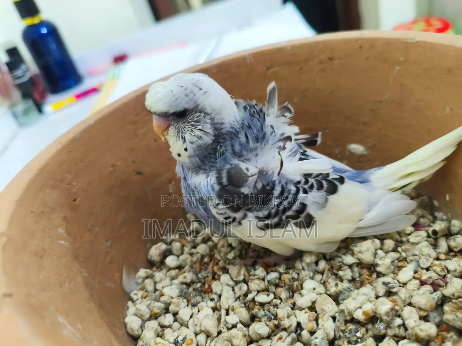 Yf Df Japanese Budgie (Tame Size Baby)