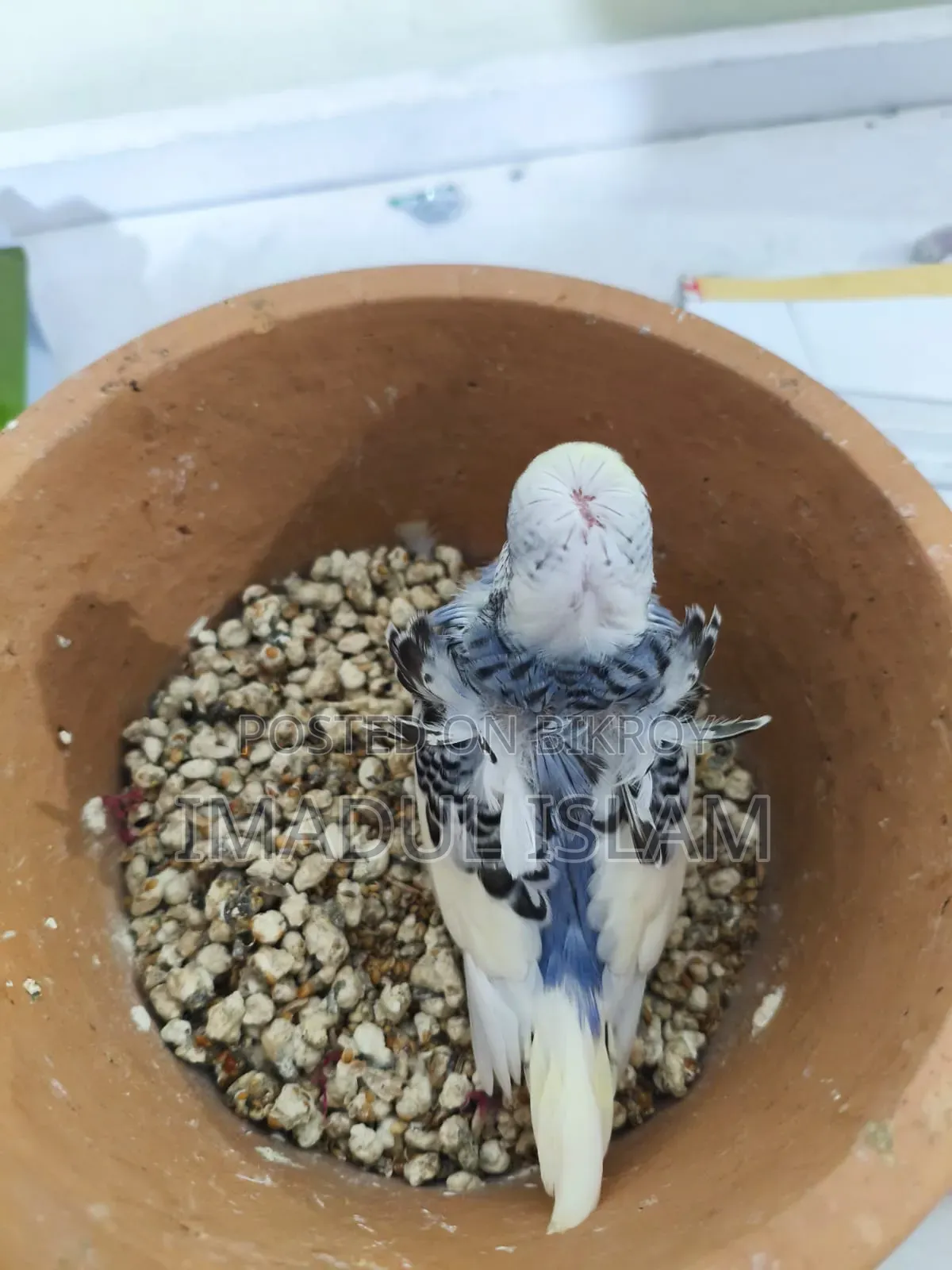 Yf Df Japanese Budgie (Tame Size Baby)