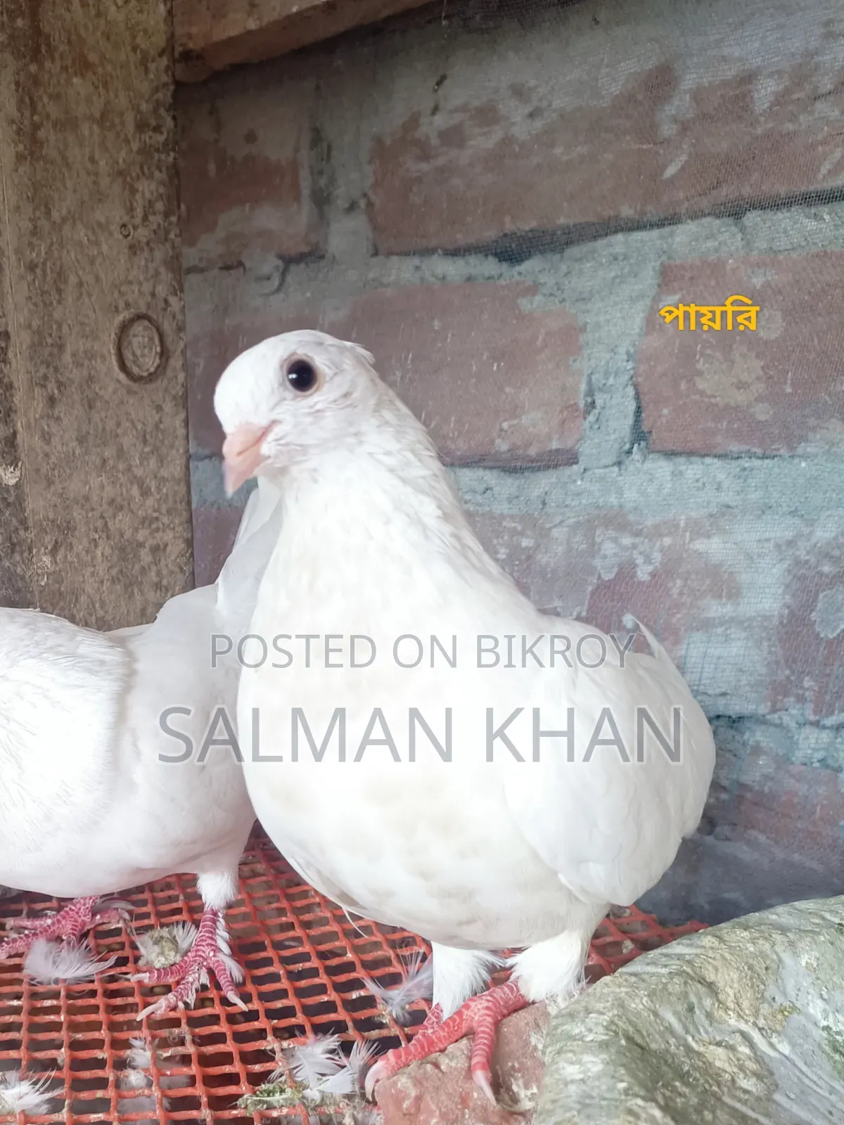 Two pigeons and one female pigeon