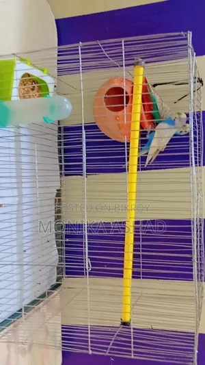 Healthy Pair of Budgies (1.5 Yrs Old) + 3 Eggs Included