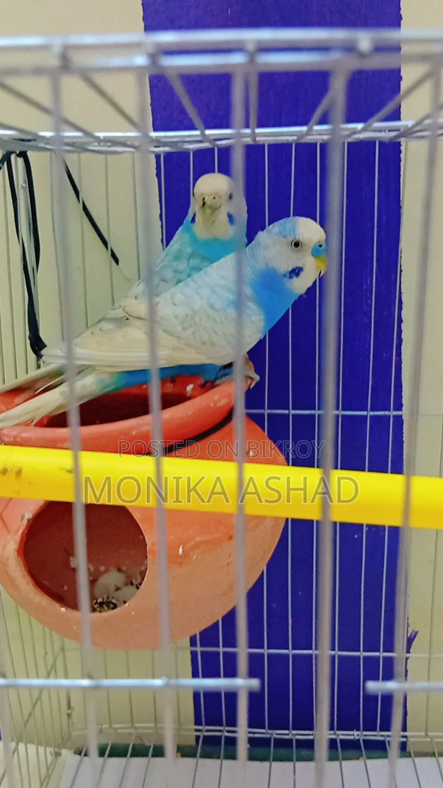 Healthy Pair of Budgies (1.5 Yrs Old) + 3 Eggs Included