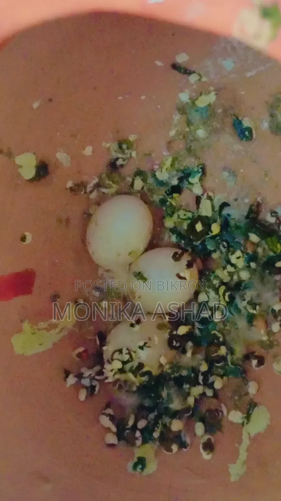 Healthy Pair of Budgies (1.5 Yrs Old) + 3 Eggs Included
