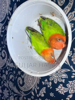 Self Feed Baby