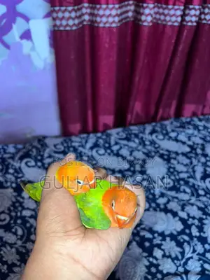 Self Feed Baby