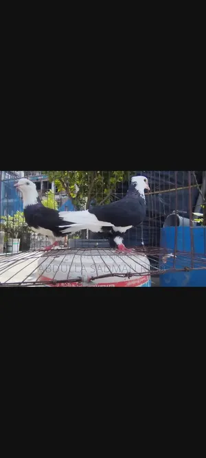 Running Pigeons for Sale