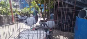 Running Pigeons for Sale