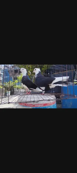 Running Pigeons for Sale