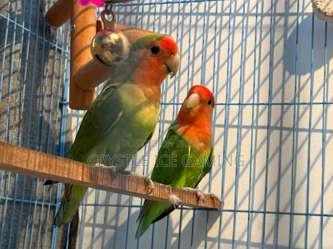 Peach Face Love Birds