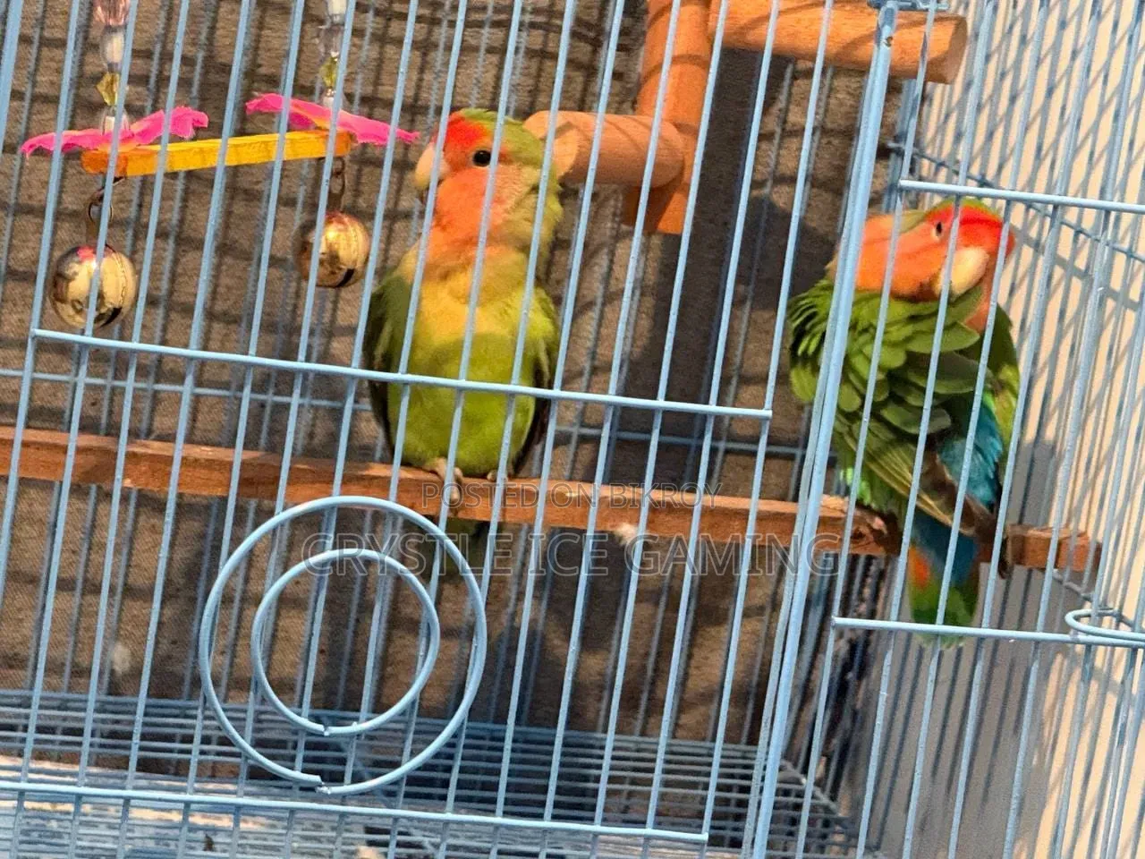 Peach Face Love Birds