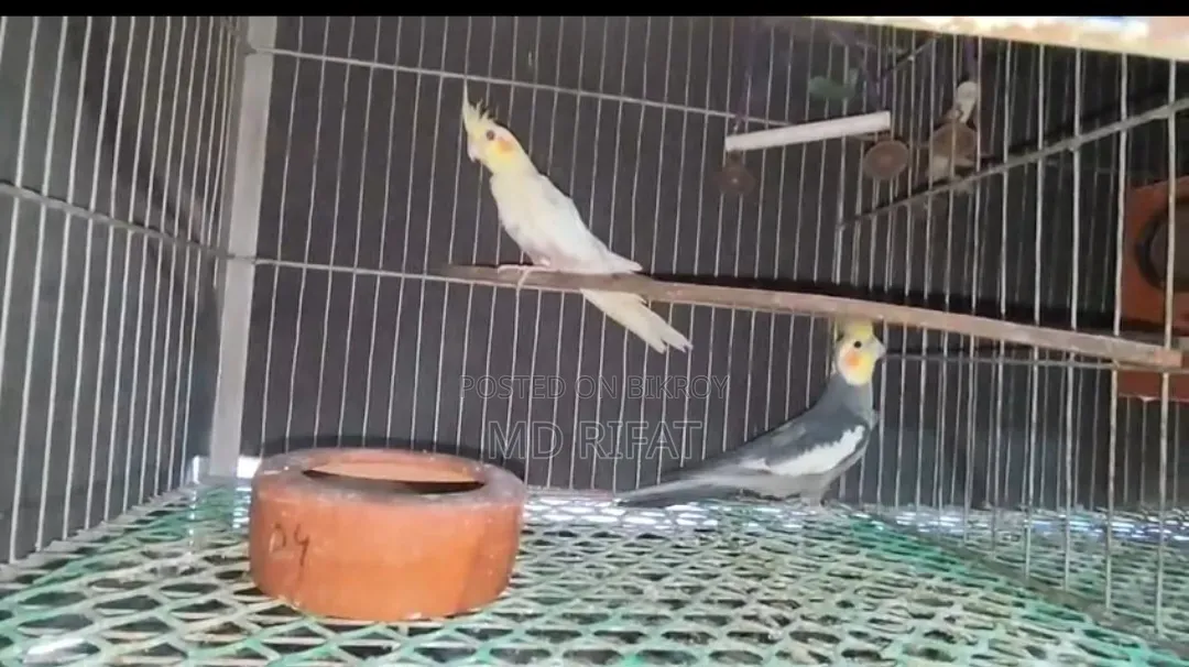 Cockatiel Bird