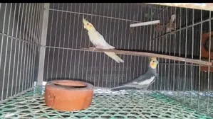 Cockatiel Bird