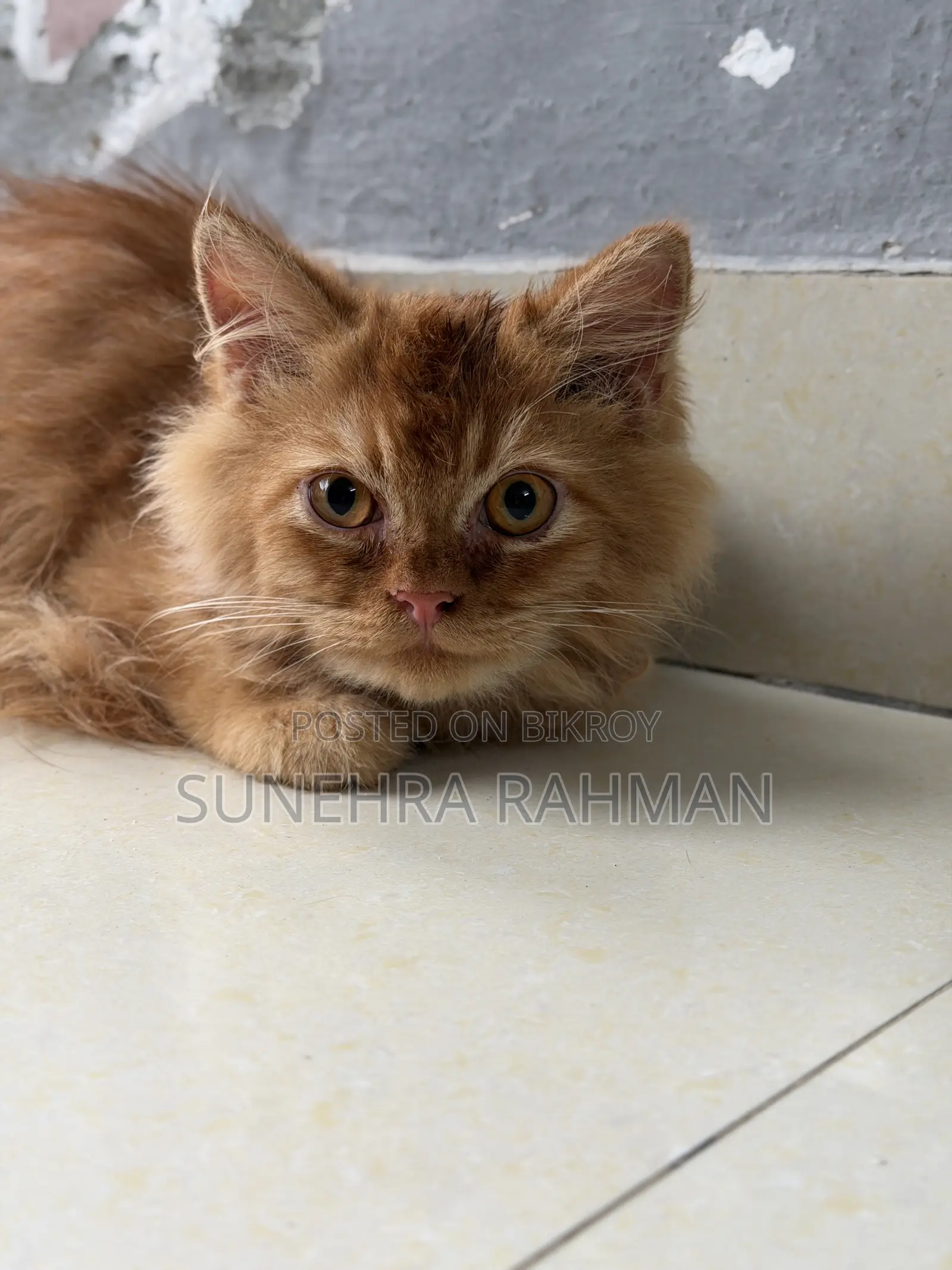 3-6 Months Male Purebred Persian Cat