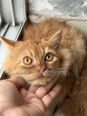 3-6 Months Male Purebred Persian Cat