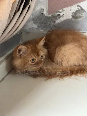 3-6 Months Male Purebred Persian Cat