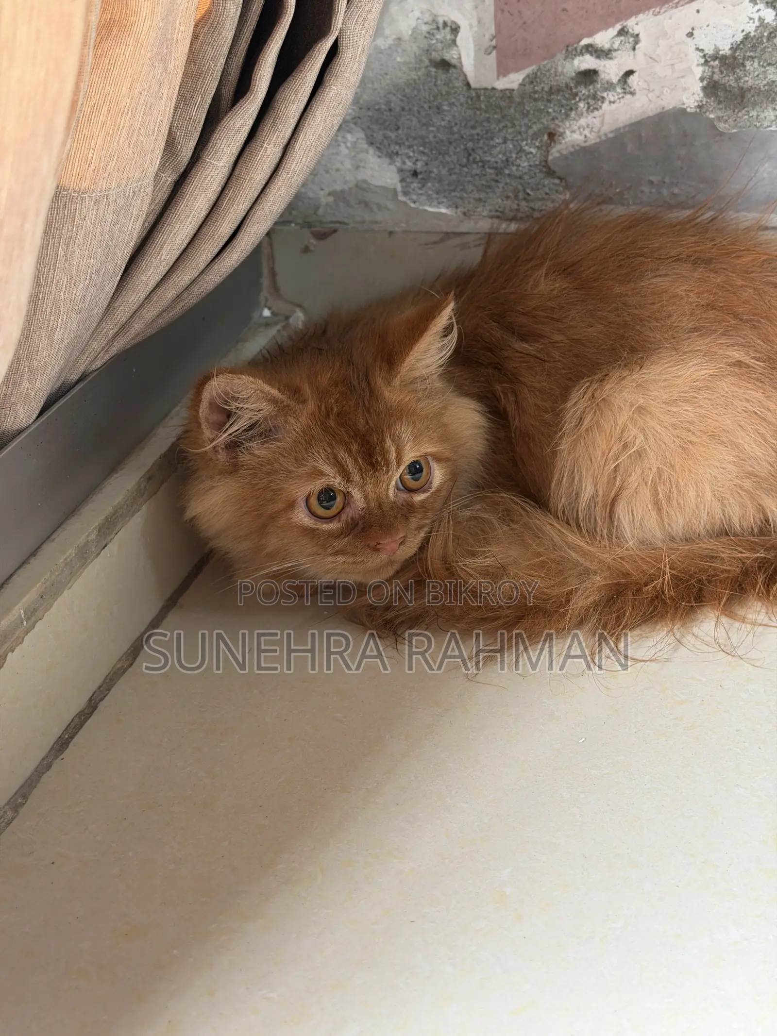 3-6 Months Male Purebred Persian Cat