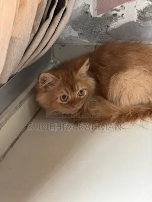 3-6 Months Male Purebred Persian Cat