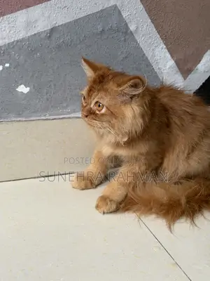3-6 Months Male Purebred Persian Cat
