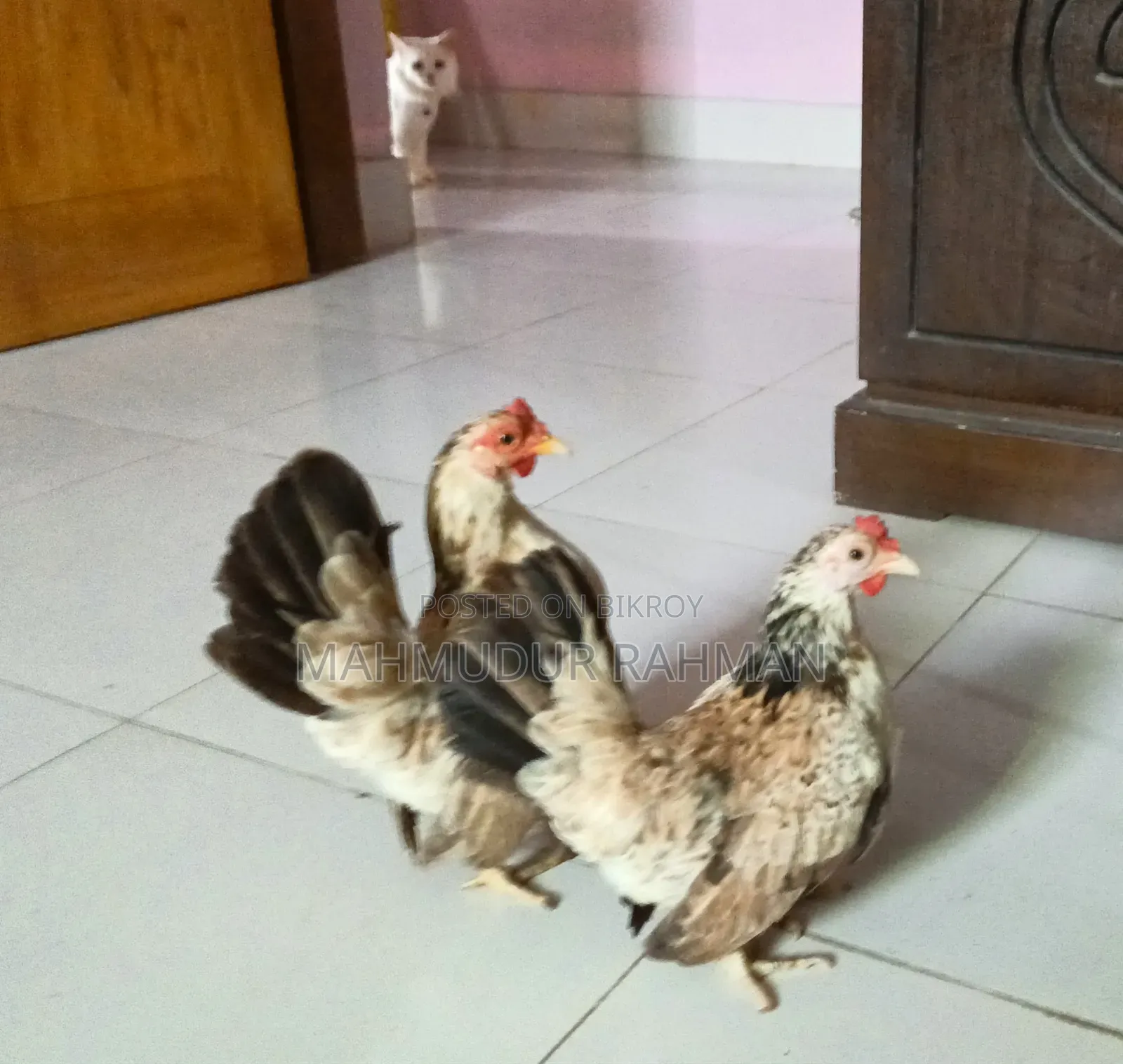 সেরেমা মুরগি