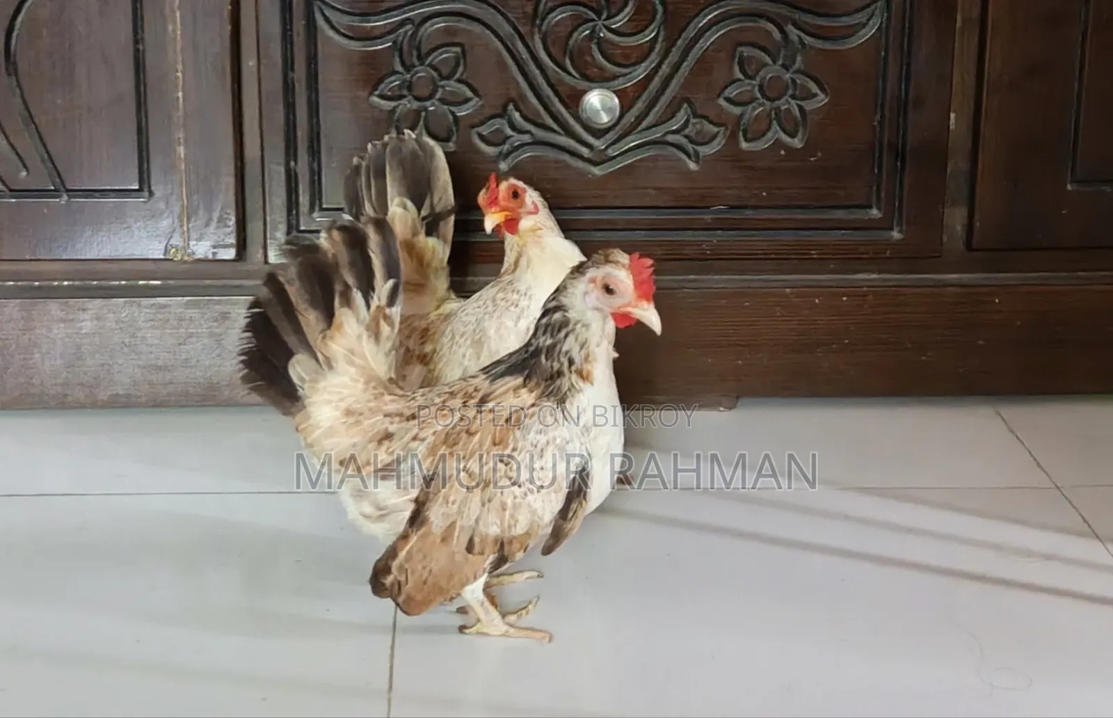 সেরেমা মুরগি