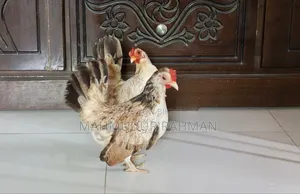 সেরেমা মুরগি