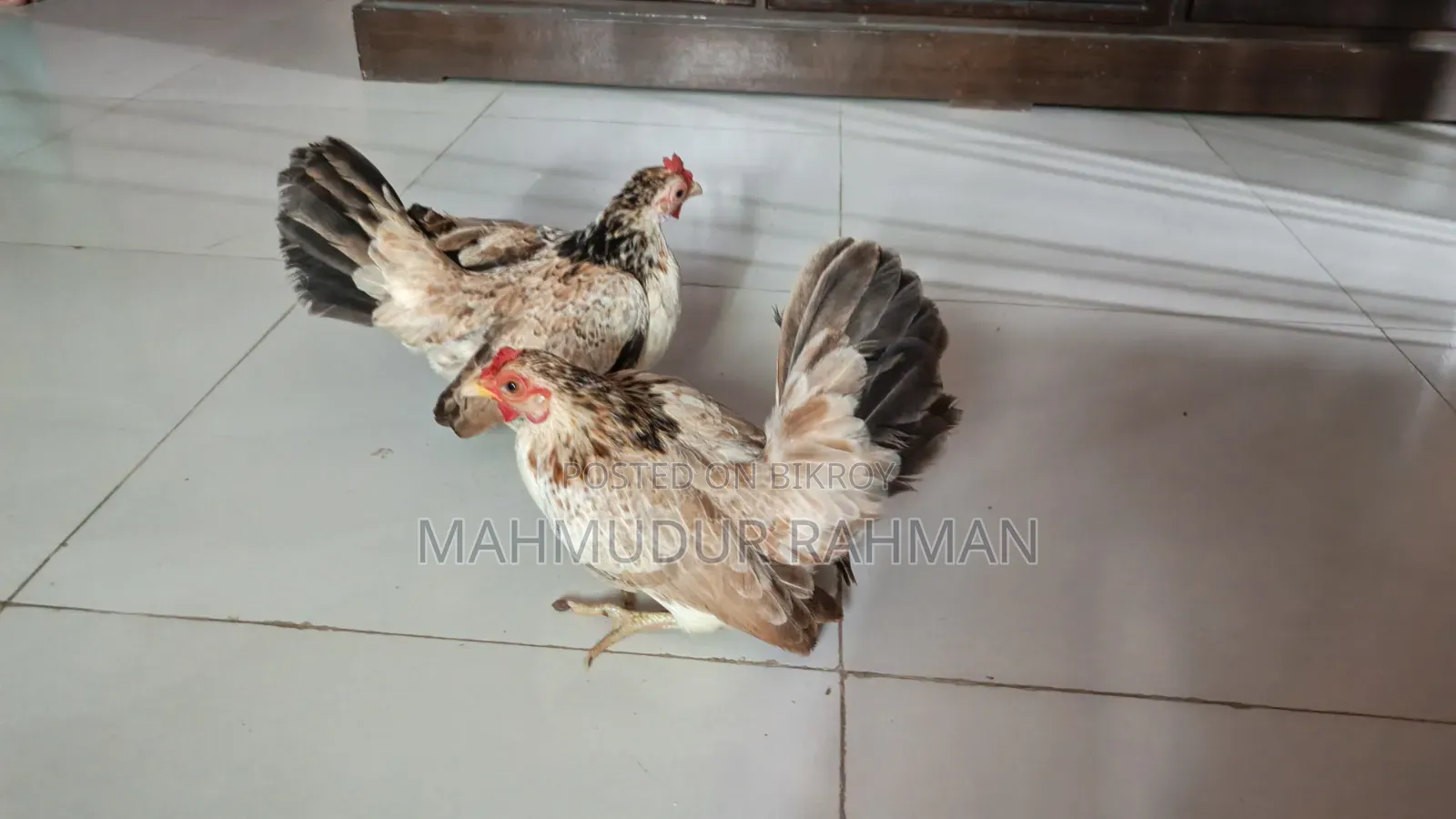 সেরেমা মুরগি