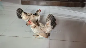 সেরেমা মুরগি