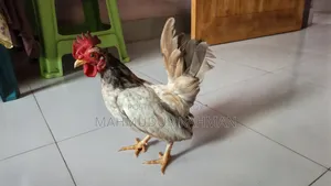সেরেমা মুরগি