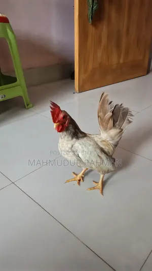 সেরেমা মুরগি
