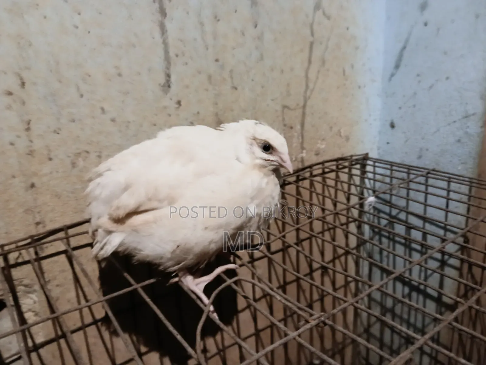 জায়েন্ট কোয়েল