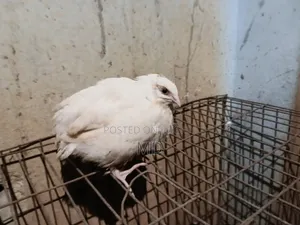 জায়েন্ট কোয়েল