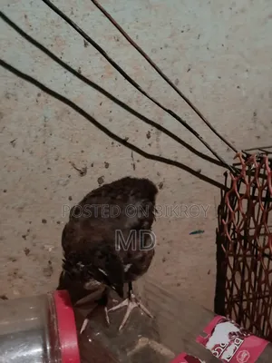 জায়েন্ট কোয়েল