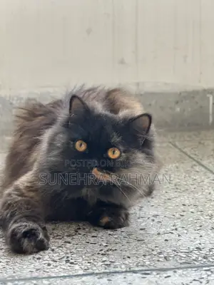 1+ Year Female Purebred Persian