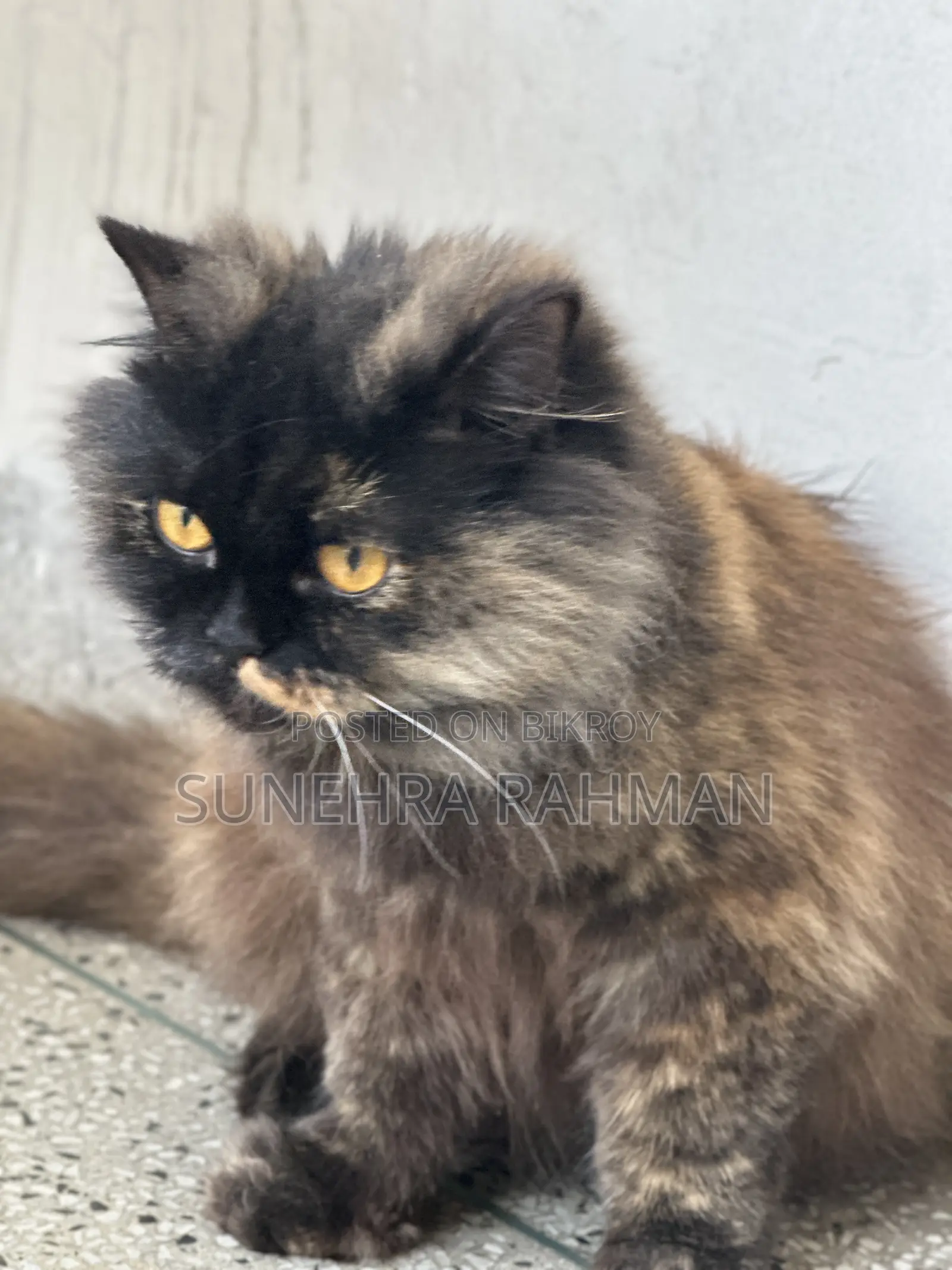 1+ Year Female Purebred Persian