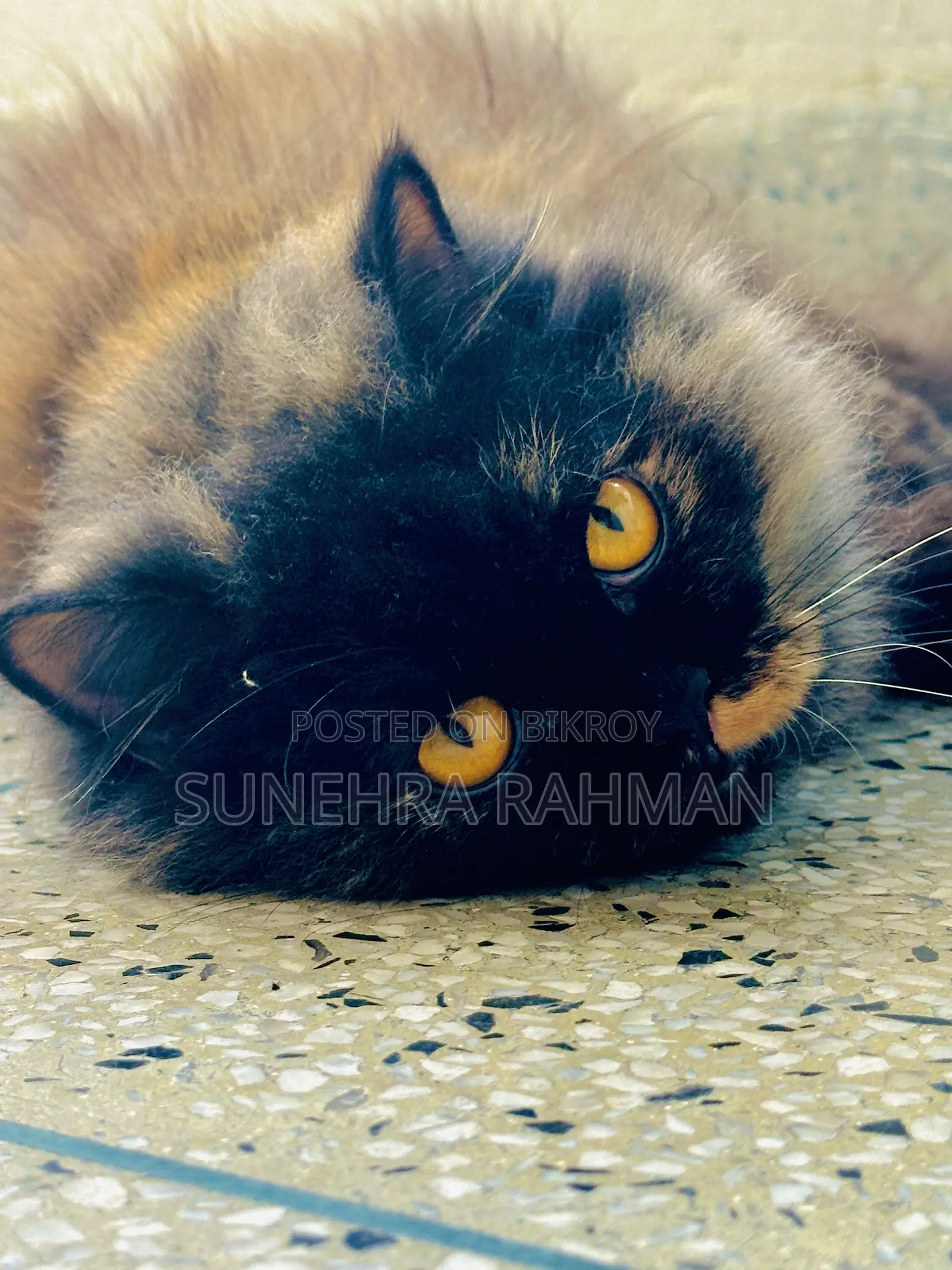 1+ Year Female Purebred Persian
