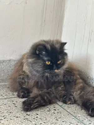 1+ Year Female Purebred Persian